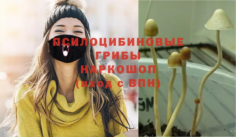 закладка  MEGA ТОР  Псилоцибиновые грибы Magic Shrooms  Ленск 